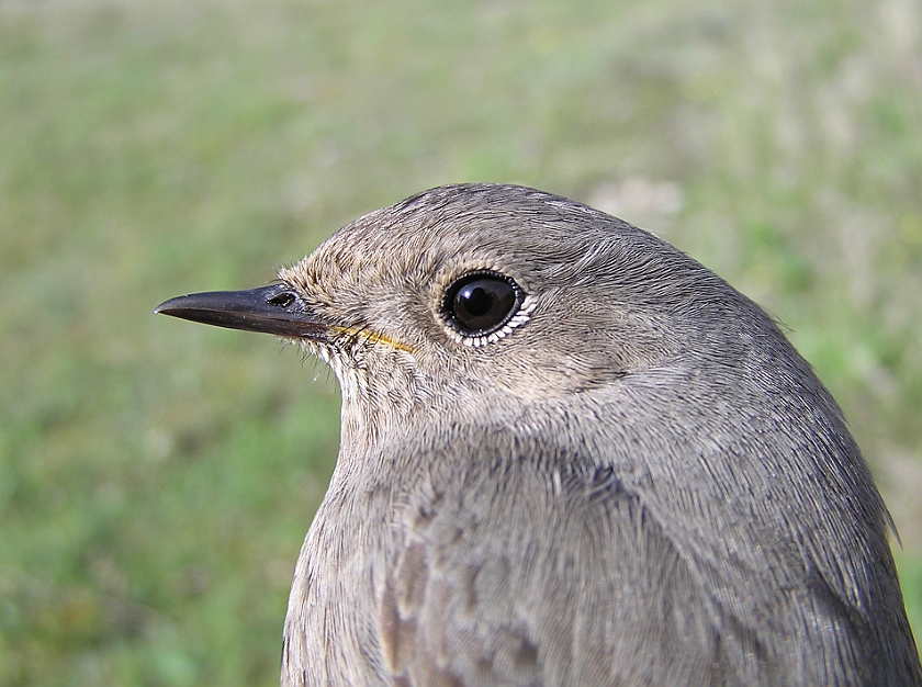 Black Redstart, Sundre 20100515